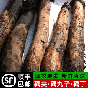 后把藕尾农家莲藕藕后段装做藕粉藕夹藕圆子的藕湖北洪湖莲藕5斤