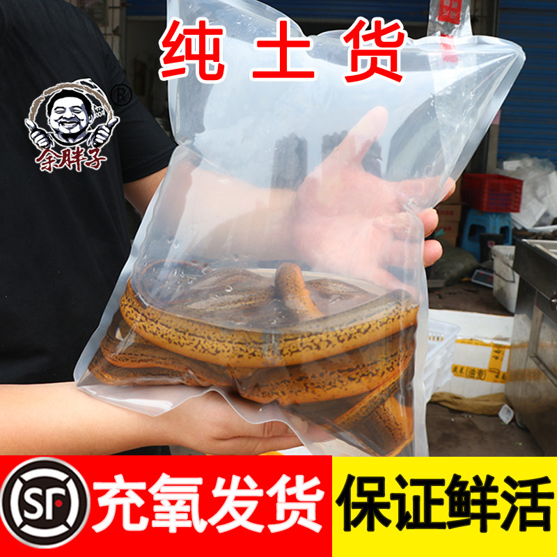 顺丰空运包邮 鳝鱼 黄鳝2斤土货鲜活发货