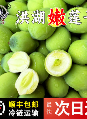湖北新鲜嫩莲子摘现剥生2026