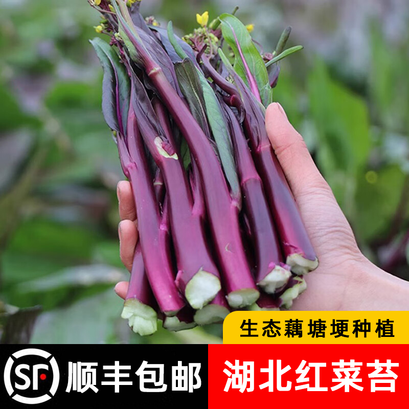 余胖子红菜苔新鲜现摘包邮