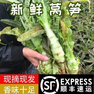 湖北洪湖新鲜莴笋农家自种蔬菜绿心凤尾包邮特产现摘现发莴苣新鲜