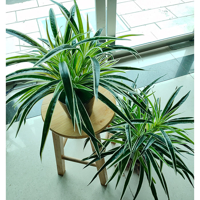 仿真绿植盆栽绿萝吊兰塑料植物盆景假花客厅挂壁摆放装饰摆件花艺