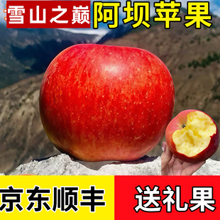 阿坝州茂县糖心苹果非糖心汶川茂县理县九寨沟苹果小金金冠高原红