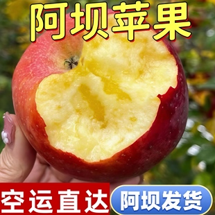 阿坝州茂县糖心苹果汶川茂县理县九寨沟小金苹果非王林日本青森甜