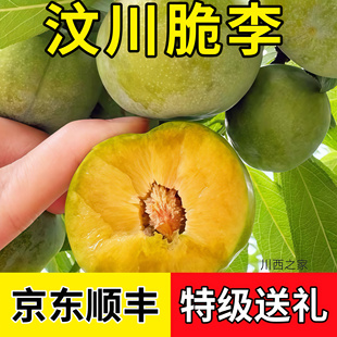 京东冷链四川青脆李李子汶川红脆李青红脆李脱骨李江安李李大甜硬