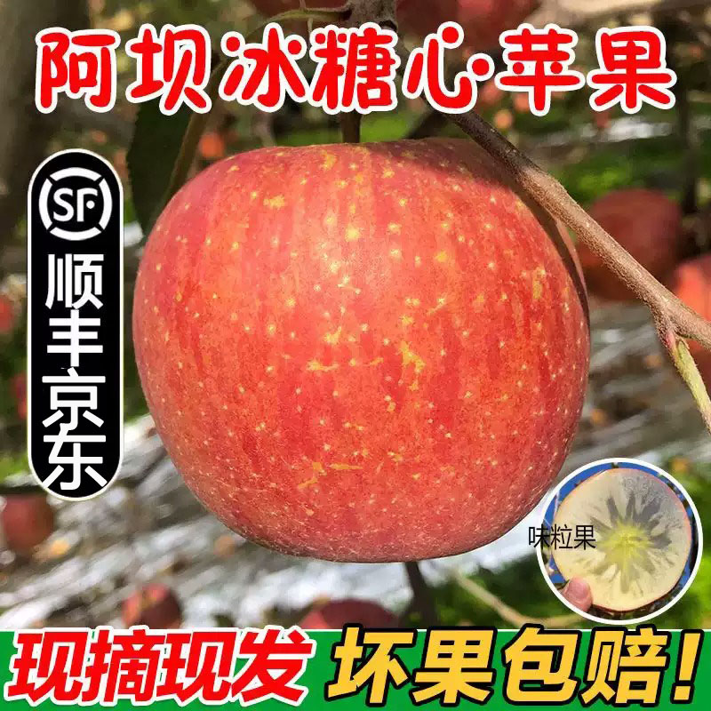 阿坝州小金苹果糖心汶川茂县理县九寨沟苹果金冠
