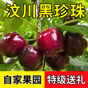 阿坝州车厘子黑珍珠四川大樱桃汶川国产甜樱桃当季新鲜现摘礼盒装