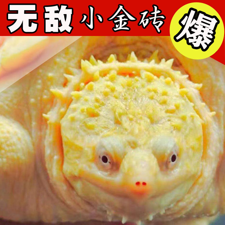 爆刺黄化佛鳄龟苗黄化鳄小鳄黄化拟鳄龟图片