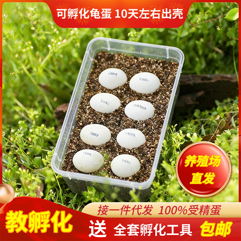 可孵化乌龟蛋套装易存活适合家养儿童小宠物草龟花龟苗受精蛋魔盒