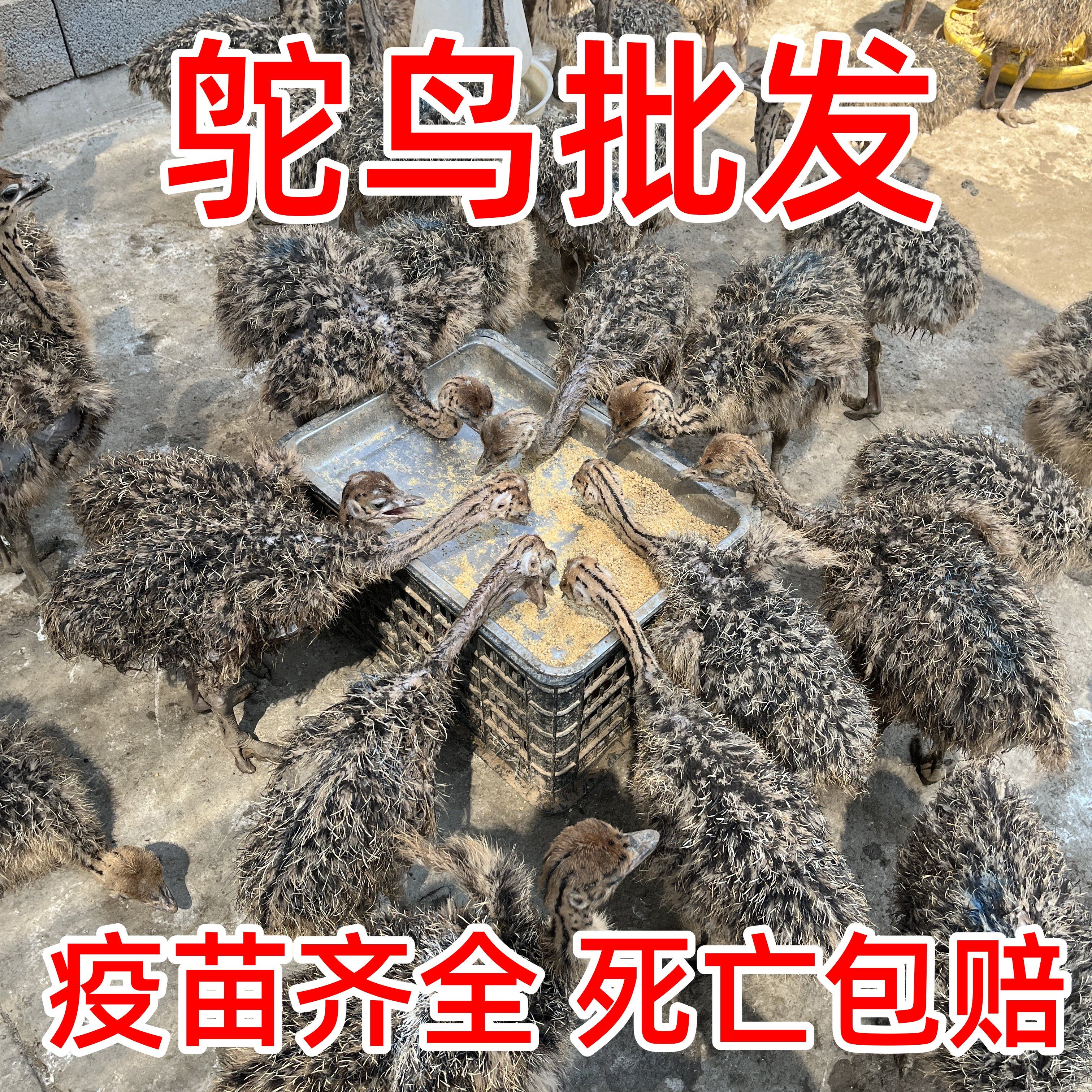 鸵鸟幼苗一对活苗非洲驼鸟崽活体幼公母大澳洲活物小鸸鹋脱温养殖