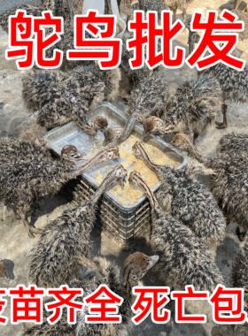 疫苗齐全品种纯正基地直发包成活