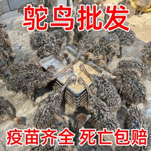鸵鸟幼苗一对活苗非洲驼鸟崽活体幼公母大澳洲活物小鸸鹋脱温养殖