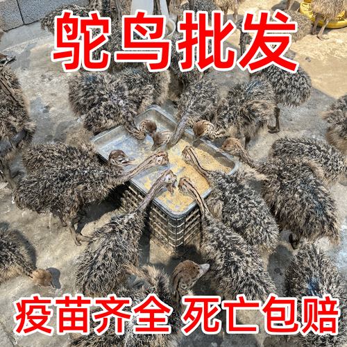 疫苗齐全品种纯正基地直发包成活