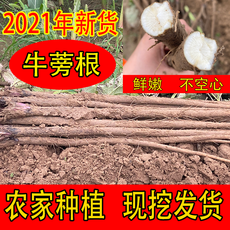 2024新鲜现挖牛蒡根特级东洋参蔬菜徐州两年生牛蒡根净重5斤包邮 传统滋补营养品 牛蒡 原图主图