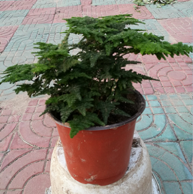 原盆云竹球唐山云竹盆栽唐山文竹矮生云竹云松竹植物