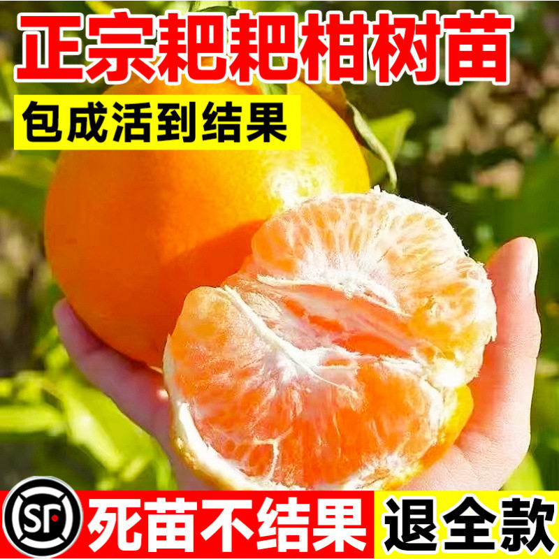 春见苗耙耙柑树苗嫁接果树丑柑苗桔子树苗春见粑粑柑树苗春见柑橘