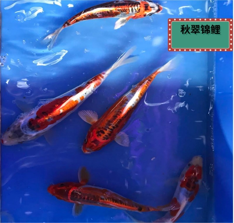 纯种德系秋翠锦鲤鱼活体鱼观赏鱼冷水鱼风水鱼不换水鱼食鱼粮