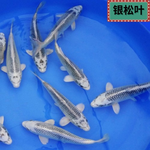纯种银松叶锦鲤精品金松活体鱼红白三色观赏鱼喂食冷水鱼练手鱼 - 封面