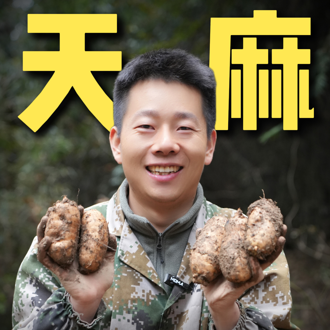 杨直二仿野生天麻干货乌天麻片中药材正品正宗特级切片新鲜泡茶水