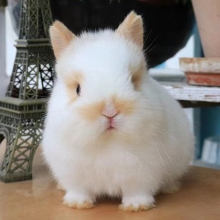 小型侏儒兔子活物碎斑海棠道奇熊猫迷你宠物兔好养荷兰垂耳兔活体