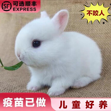 小型侏儒兔子活物长不大迷你兔儿童家养宿舍宠物兔荷兰垂耳兔活体