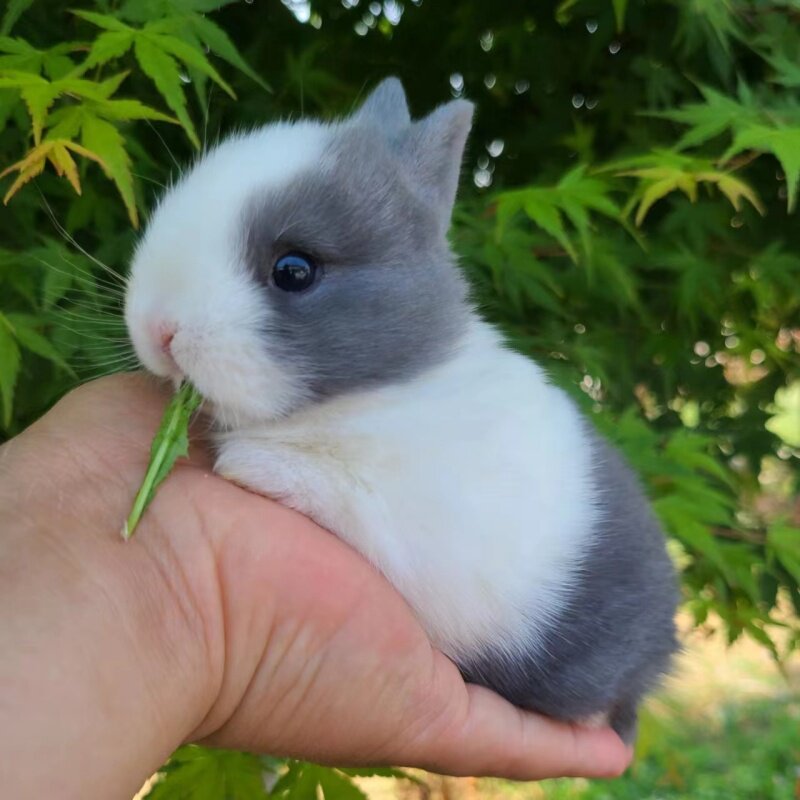 小型侏儒兔活物蓝白黑白道奇黄色海棠迷你小体宠物兔垂耳兔子活体