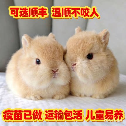 小兔子活物迷你型侏儒公母一对情侣可繁殖家养宠物荷兰垂耳兔活体