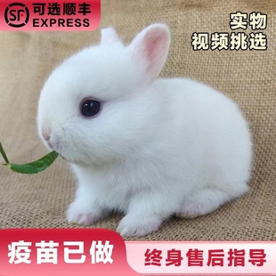 小型侏儒兔子活物长不大迷你兔儿童家养宿舍宠物兔荷兰垂耳兔活体