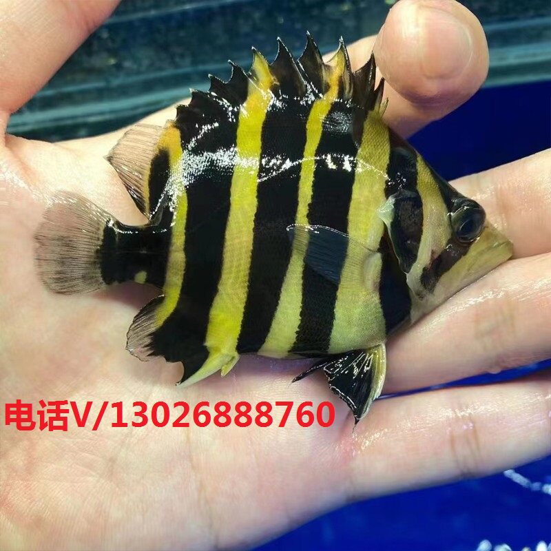 印尼虎鱼 苏虎 泰国虎 泰北虎 三纹四纹虎鱼 鱼苗 高身球虎观赏鱼