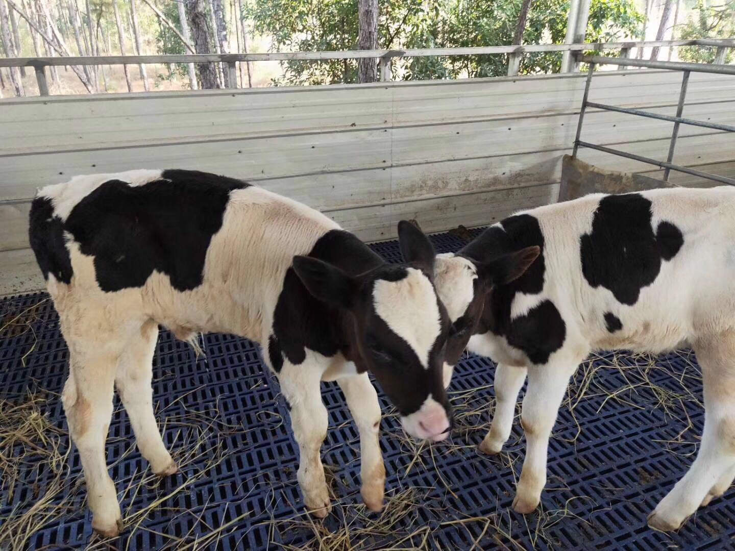 牛用漏粪板牛犊漏粪板