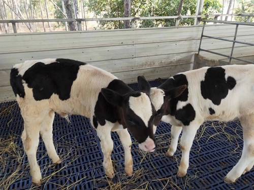 牛用漏粪板牛犊漏粪板