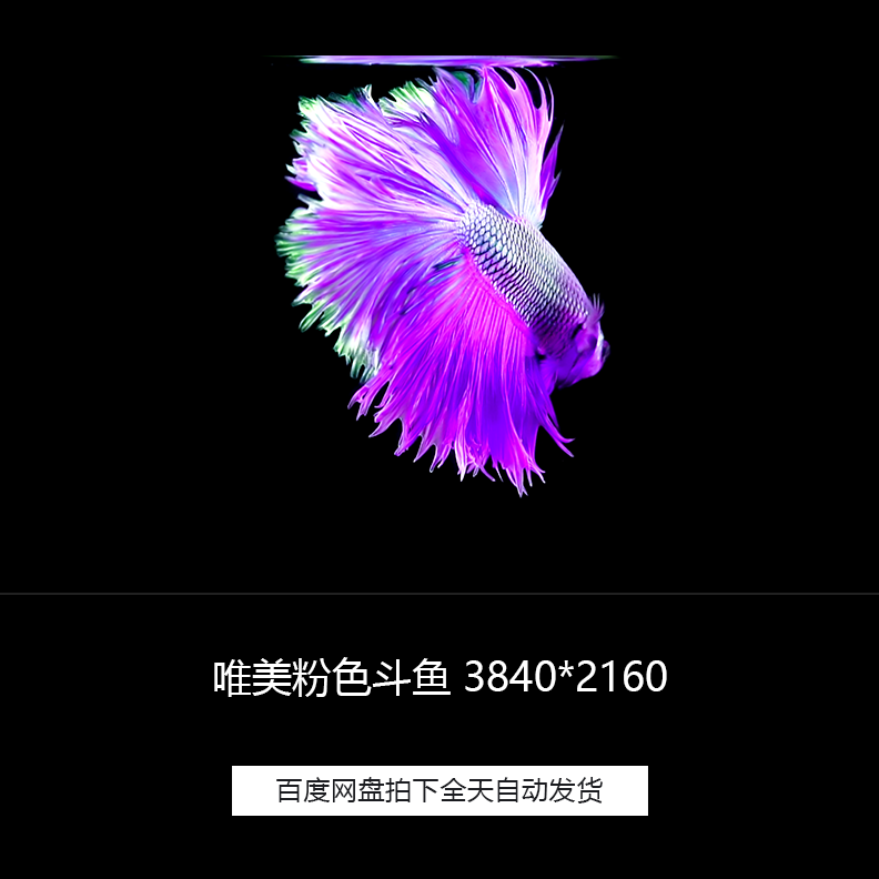 唯美粉色斗鱼鱼儿游动视频素材