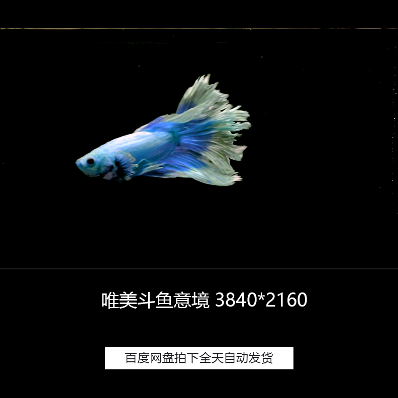 唯美斗鱼小鱼游来游去意境视频素材