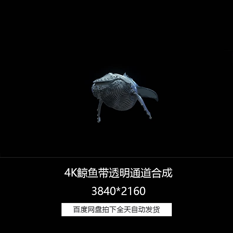 影视级4k大海鲸鱼游动透明通道特效合成视频素材