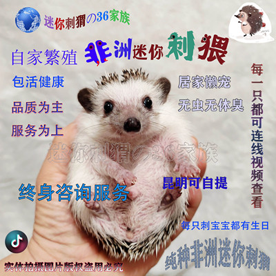 非近亲宠物非洲迷你刺猬