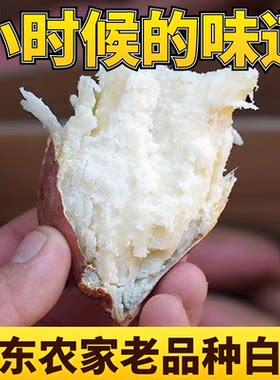 现挖白心红薯板栗山芋番薯