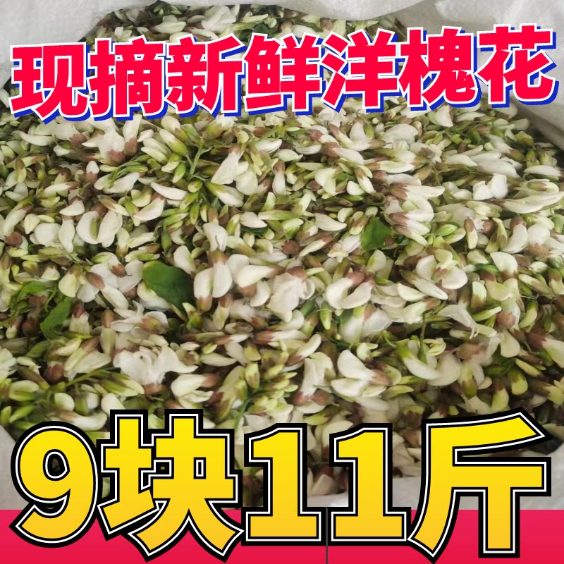 2026野生新鲜洋槐花山东农家现摘现发花骨朵应季野菜