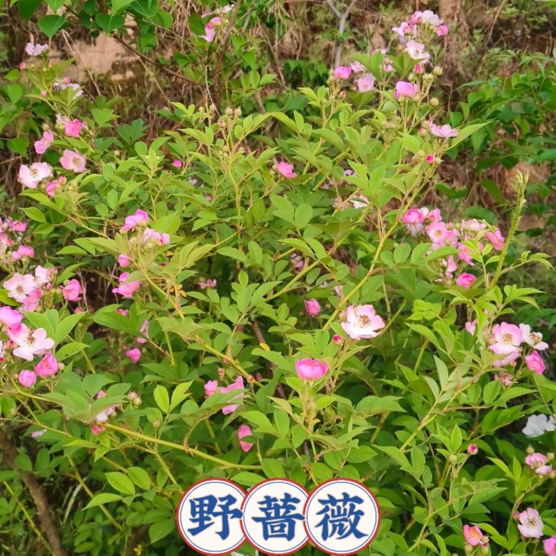 野蔷薇花苗庭院爬藤野月季易活粉色多花浪漫花浓香鲜花苗包成活