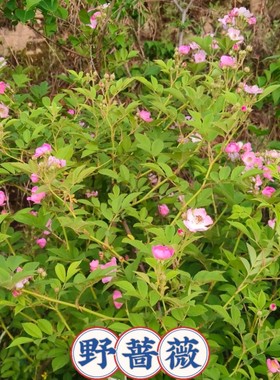 野蔷薇花苗庭院爬藤野月季易活粉色多花浪漫花浓香鲜花苗包成活