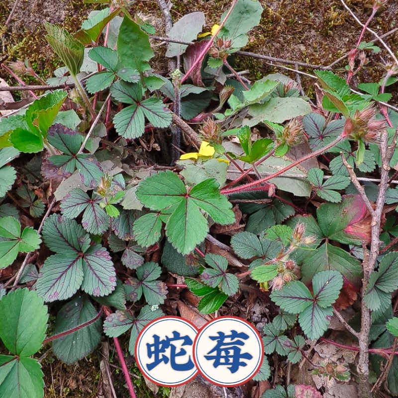 蛇莓苗现挖鲜活蛇泡草种苗龙吐珠三爪风老蛇泡野草莓苗龙球草现挖