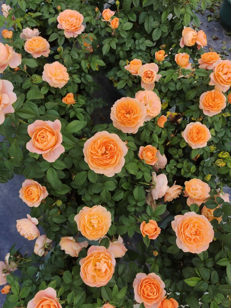 果汁阳台欧月瑞典女王多花月季带花苞发货月月开花大花月季苗火焰