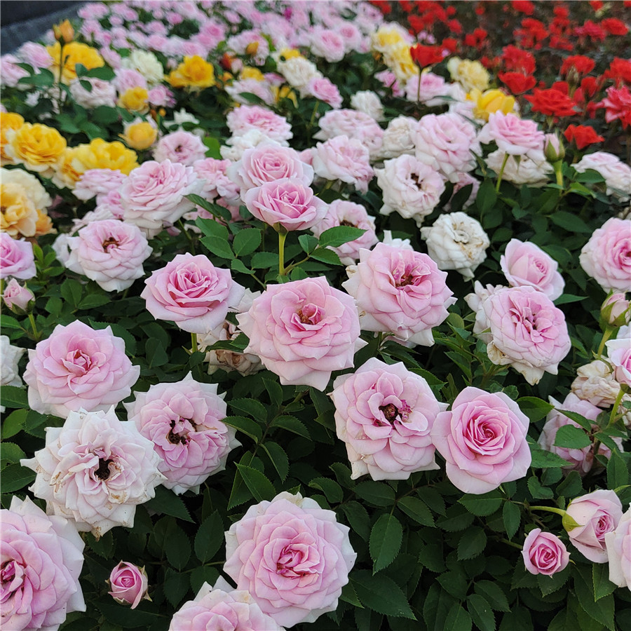 瑞典女王果汁阳台多花月季带花苞发货珍珠玫瑰钻石玫瑰火焰欧月