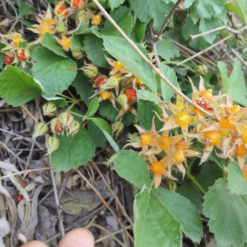 茅莓苗野草莓苗中药材悬钩子野草莓庭院盆栽地栽红果刺莓童年野果