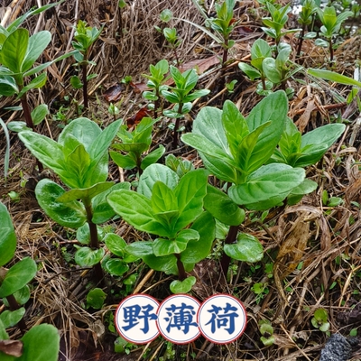 野薄荷土薄荷中华土薄荷农村越南薄荷种苗食用薄荷苗新鲜香料种苗