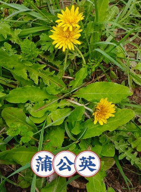 新鲜野生蒲公英天然绿色婆婆丁菜现挖野菜整棵 炖肉煮水泡水外敷