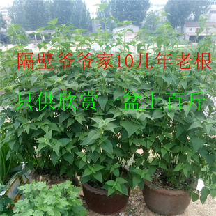 食用霍香苗 鱼香菜 五香叶煮鱼绝配 大粪香 新鲜食用绿植 香料