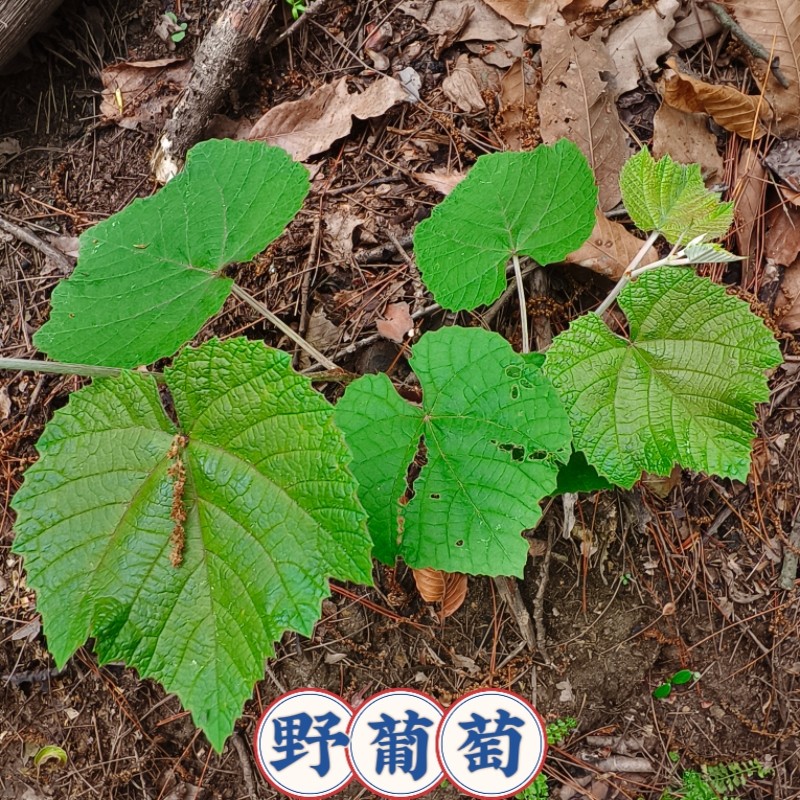 湖北野葡萄苗可栽种苗可盆栽中药材野生葡萄苗山里葡萄苗粮酒葡萄