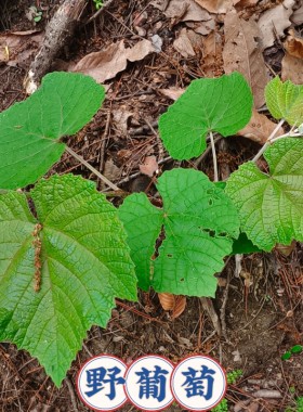湖北野葡萄苗可栽种苗可盆栽中药材野生葡萄苗山里葡萄苗粮酒葡萄