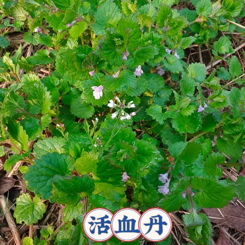 活血丹苗新鲜连钱草苗透骨消驳骨草野生过墙风铜钱草马蹄草遍地香