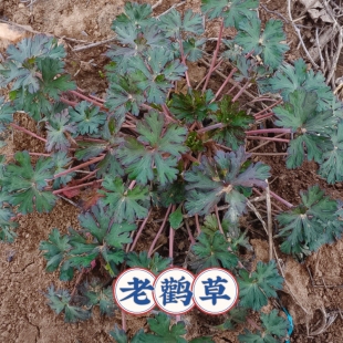 老鹳草苗新鲜现挖中草药苗鲜活可盆栽老贯筋老鹳草老鹳草老鹳嘴